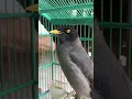 Download Lagu Burung jalak kebo bisa ngomong dgn jalas