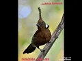 Download Lagu ||SUARA BURUNG CILILIN DI ALAM LIAR||