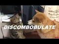 DISCOMBOBULATE