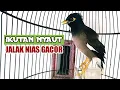 Download Lagu suara jalak nias ngoceh bikin emosi dan ikutan nyaut jalak yg dengar sekali pancing saja