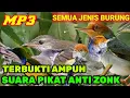 SUARA PIKAT BURUNG KECIL ||SUARA PIKAT ANTI ZONK