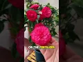 Download Lagu Camellia Care Secrets How to Keep Them Healthy \u0026 Blooming with Perfect Watering!