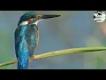 Download Lagu Suara Tengkek udang atau Raja udang gacor cocok untuk suara pancingan