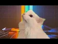 Download Lagu Imagine Dragons - Believer - Cat Cover