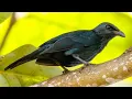 Download Lagu Perling Maluku, berwarna hitam kotor keseluruhan dengan ekor panjang bertingkat dan mata gelap