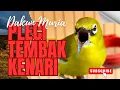 Download Lagu Pancingan Naikan Emosi Pleci Agar Buka Paruh Terapi Dengan Suara Ribut Saling Saut🔥 Tembakan Panjang