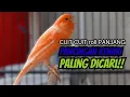 Download Lagu PANCINGAN KENARI GACOR CUIT CUIT AMPUH MASTERAN DAN TERAPI KENARI MACET BUNYI AGAR GACOR!!