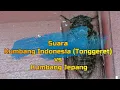 Download Lagu #71 Suara Kumbang Indonesia (Tonggeret) vs Kumbang Jepang