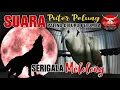 Download Lagu Suara Puter Pelung SRIGALA MELOLONG sereemmmmm...\
