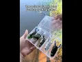 Download Lagu So realistic 💀 #frog #lure #fishing #fishinglure #topwater #bassfishing #bass #yt #ytshorts
