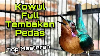 Download Pancingan Kolibri Wulung Full Tembakan Besetan Pedas, Top Masteran Burung Murai Batu Paling Dicari MP3