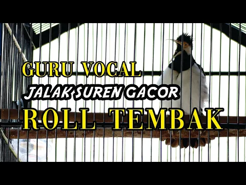 Download MP3 JALAK SUREN ROLL TEMBAK