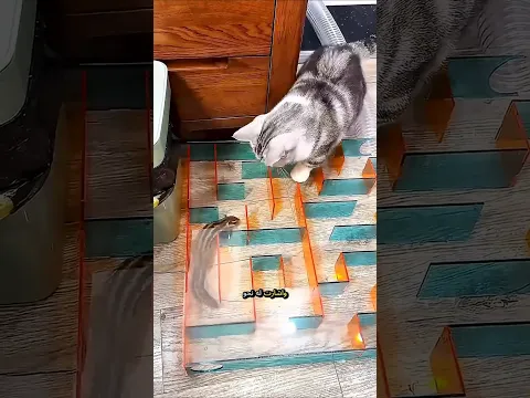 صنع متاهة ذكية لسنجابه وصدمته مكافاة النهاية! 😱