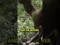 Download Lagu A day HUNTING with the Hadza Tribe in Tanzania