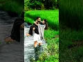 Download Lagu #tamil...#lovestatus...#90s...#tamillovestatus...#ilayaraja...#malaysiavasudevan...#love....