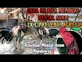 Download Lagu Rawatan Untuk Ayam,Yg mengalami mental Down.