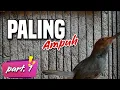 CARA MENAIKAN BIRAHI BURUNG PRENJAK KEPALA MERAH part.1
