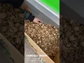 Walnut Cracking Machine with Integrated Calibrator