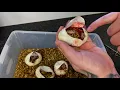 Batman Egg Cutting Did I hit it Banana Cinnamon Egg Cutting Ball Python Egg Cutting