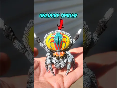 Sad story of a cute spider 😭