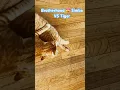 Download Lagu Cats Brotherhood