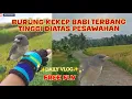 Download Lagu FREE FLY BURUNG KEKEP BABI TERBANG TINGGI DI ATAS PESAWAHAN ‼️ #kekepbabi #freefly #freeflybird