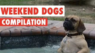 weekend dogs video compilation 2016