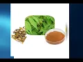 cortex phellodendri extract