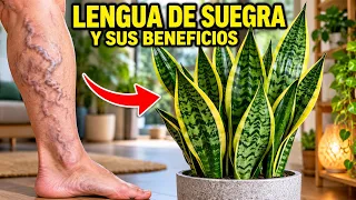 UNA SOLA HOJA DE LENGUA DE SUEGRA lo limpia TODO! Cómo trasplantar una Planta 