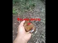 Download Lagu poin mikat burung wambi di depan rumah#shorts