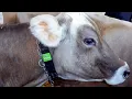 Smart collars help Tunisian farmers track cows health