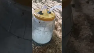 صنع جهاز بسيط ل شفط حليب الماعز  صنع جهاز بسيط ل شفط حليب الماعز