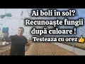 Lagu Testează solul cu orez și află ce fungi ai în grădină ! 