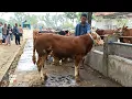 Download Lagu Kembali !! Pedet Simental Calon Bomber Pilihan Riza Andi Farm !! Buruan Sebelum Kehabisan !!