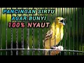 Download Lagu PANCINGAN SIRTU/CIPOW AGAR BUNYI 100% AMPUH BIKIN SIRTU GACOR SEKETIKA