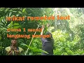 Download Lagu mikat remetuk laut langsung 2 poin