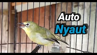 the most reliable pleci fishing rod auto nyaut