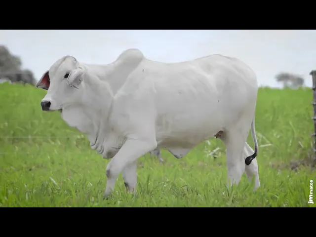 Novilha Nelore MMAR - 4955