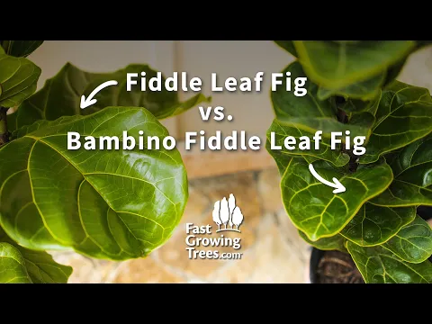 Download MP3 Fiddle Leaf Fig COMPARISON | Regular vs Bambino