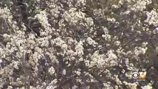 Why are allergies so bad in Texas