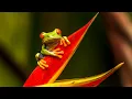Download Lagu Frog Sound Ringtone | Red Ringtones