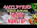 Lagu 100% AMPUH‼️ Terapi Burung Stres \u0026 Macet Bunyi Agar Kembali Gacor | 1 Jam Suara Gemericik Air Alami