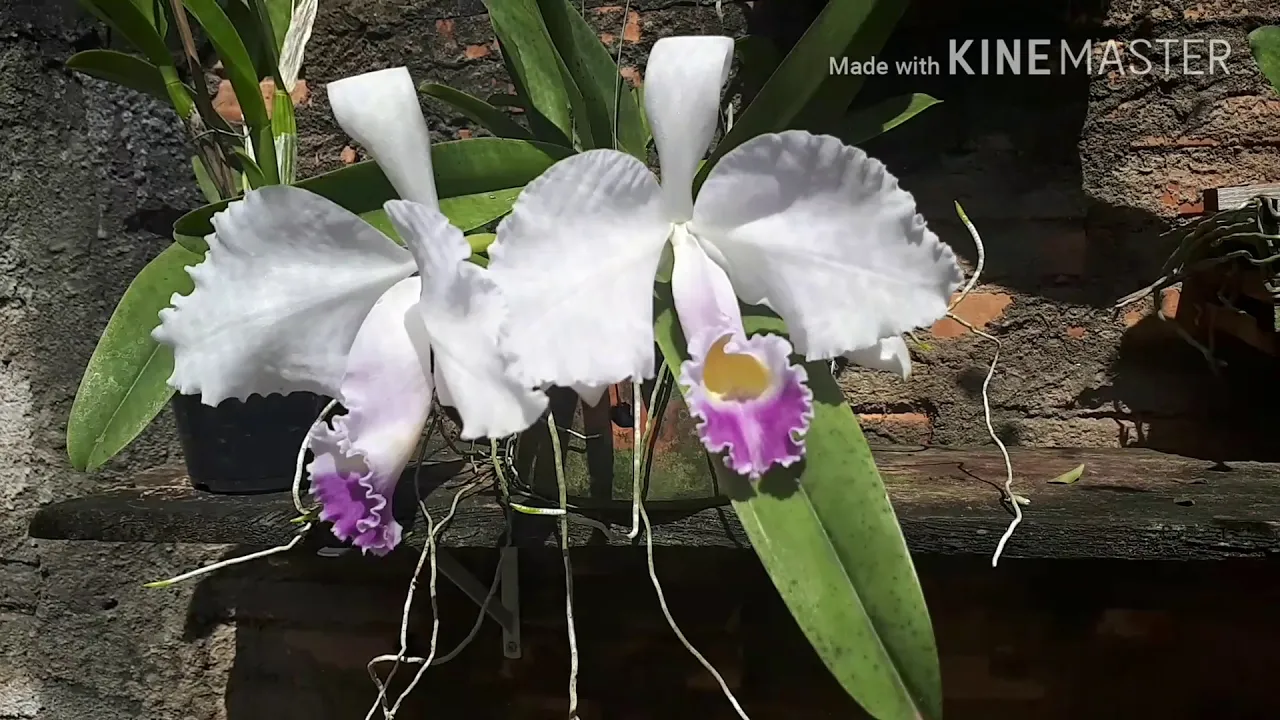 MUITO LINDA ESSA ORQUÍDEA (CATTLEYA TRIANEA COERULIA)