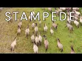 Lagu Stampeding konik horses in Horsterwold Forest