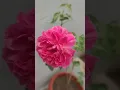 Download Lagu my garden flowers 🌹😍#nature #villagerlifestyle #trendingshorts #flower #viralvideo#farmingtraditions