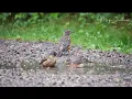 Rainy Day Joy: American Robins Bathing in Puddle 🌧️🐦💦 | 2 Hours Nature Sounds