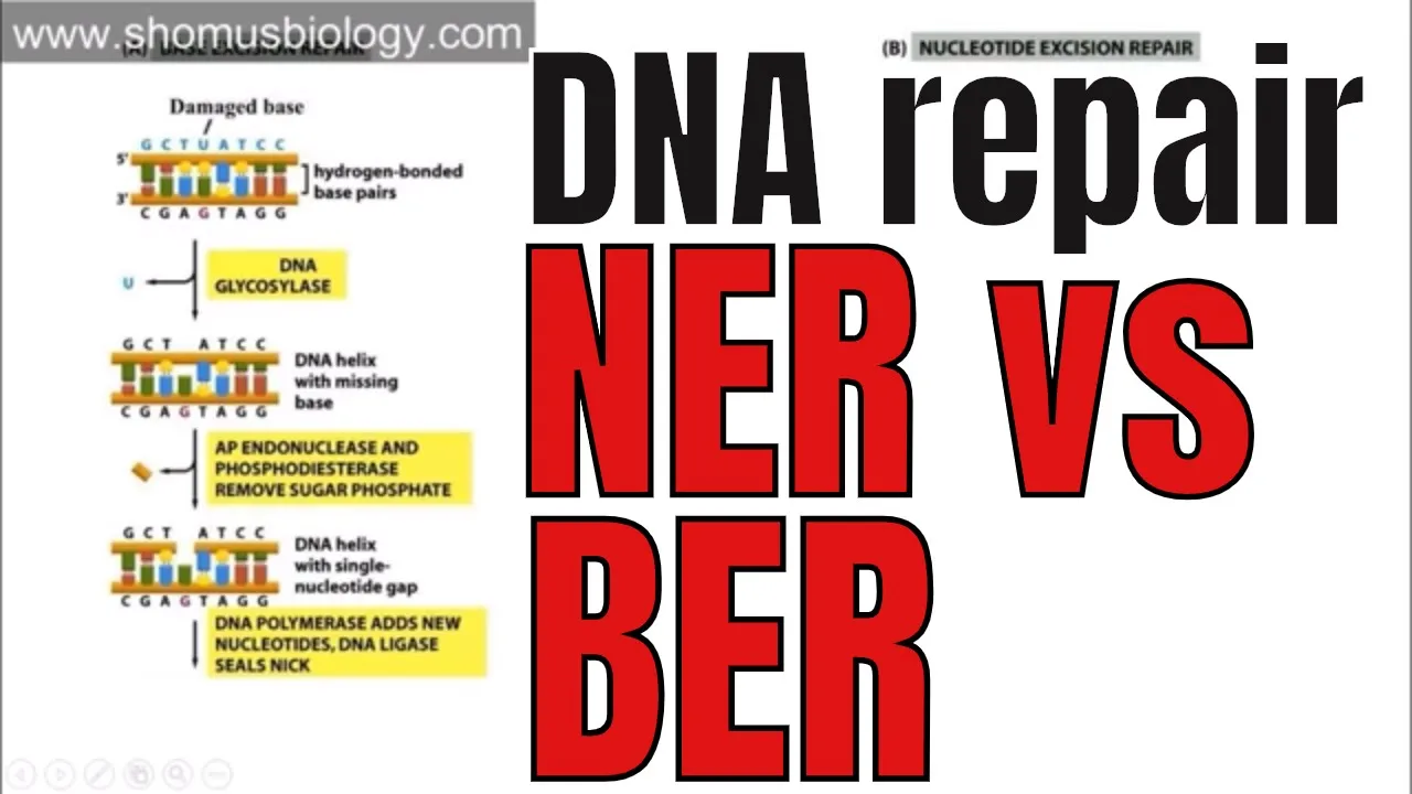 Nucleotide excision repair and Base excision repair