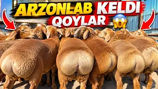 JUDA QOY SOTIB OLADIGAN VAQT KELDI XOZIR ✅