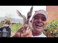 Top 5 peruvian rooster breeders