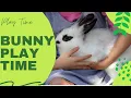 Playing with our cute little bella bunny